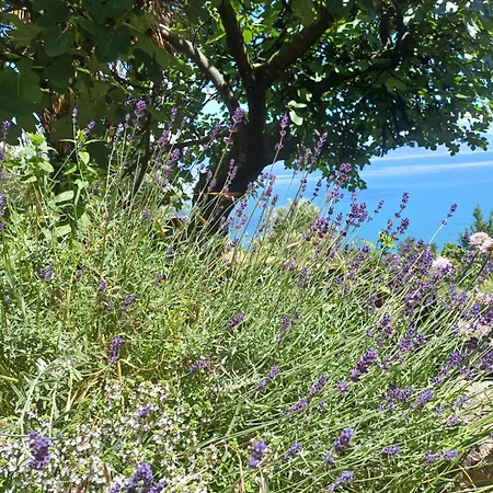 Romantisches Steinhaus Salvia Im Filipasi Holiday home *